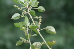 Acalypha lanceolata